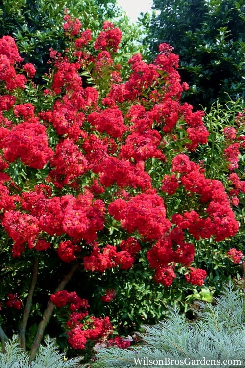 Red Rocket Crape Myrtle - 3 Gallon Pot (Single Trunk Tree) 