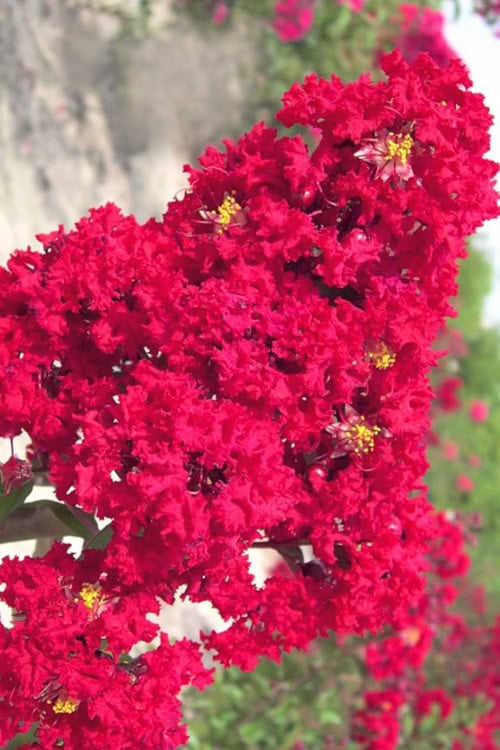  Red Rocket Crape Myrtle - 3 Gallon Pot (Single Trunk Tree) 