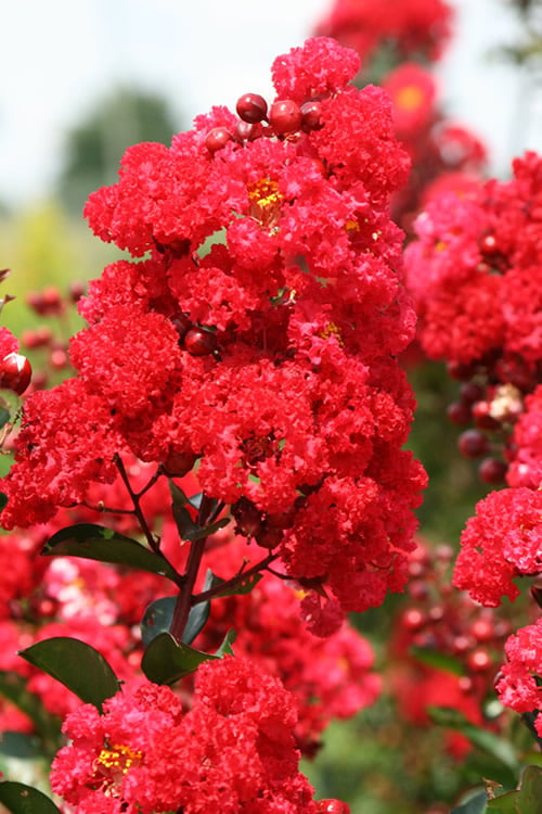  Ruffled Red Magic Crape Myrtle (Multi Trunk) - 7 Gallon Pot