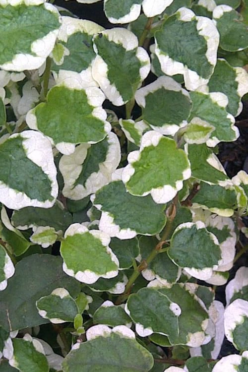  Variegated Creeping Fig - Ficus Pumila 'Variegata' - 6 Pack Of Pint Pots