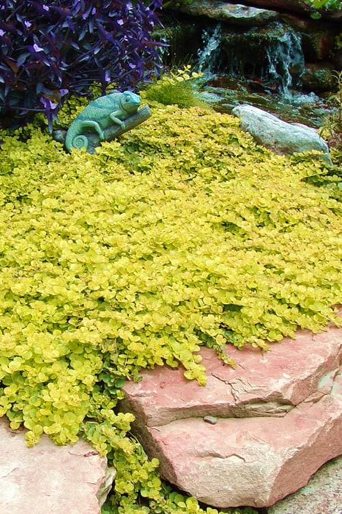  Golden Creeping Jenny (Lysimachia Nummularia 'Aurea') - 5 Pack Of Quart Pots