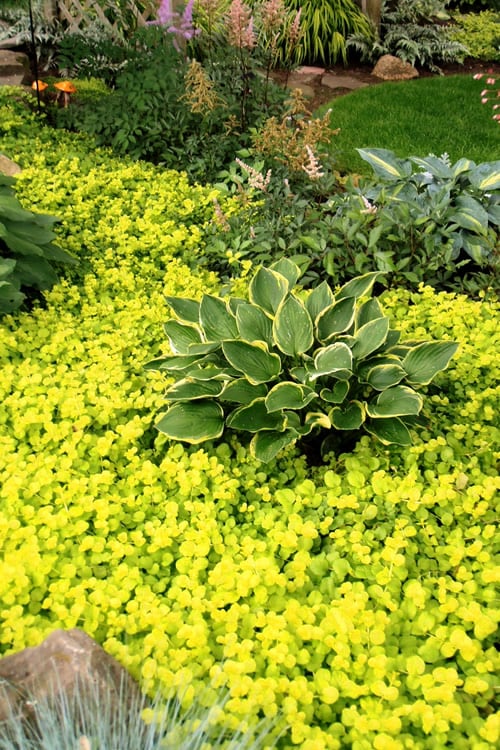  Golden Creeping Jenny - Lysimachia Nummularia Aurea - 10 Pack Of Pint Pots