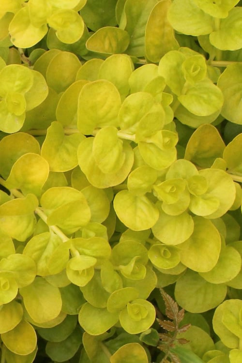  Golden Creeping Jenny - Lysimachia Nummularia Aurea - 10 Pack Of Pint Pots