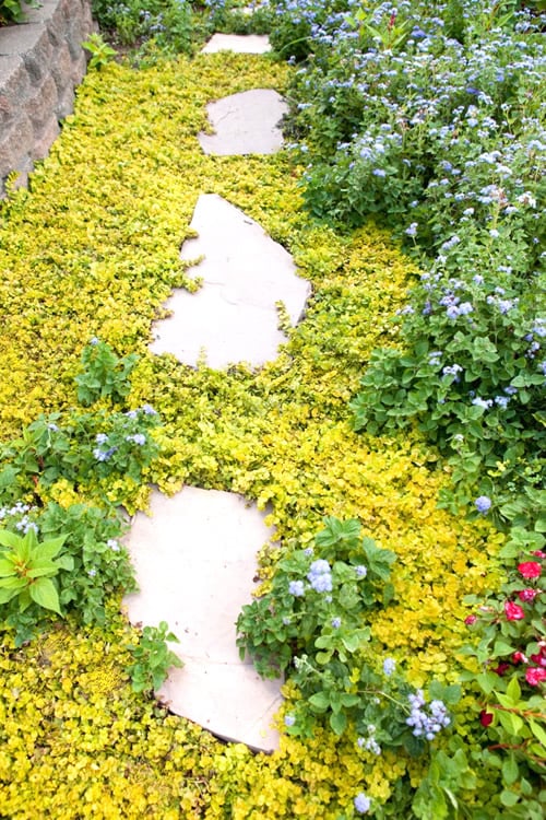  Golden Creeping Jenny - Lysimachia Nummularia Aurea - 10 Pack Of Pint Pots