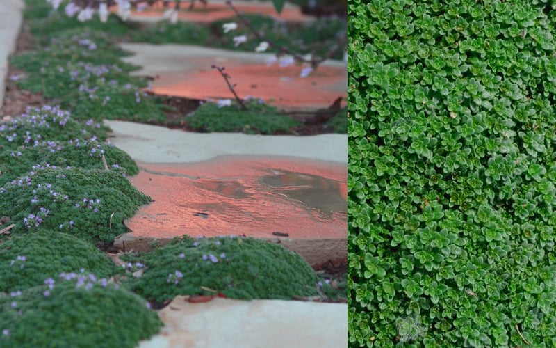  Elfin Creeping Thyme - Thymus Serpyllum Elfin - 3 Pack Of Pint Pots