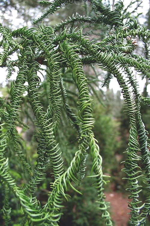  Rasen Sugi Cryptomeria Japanese Cedar - 3 Gallon Pot
