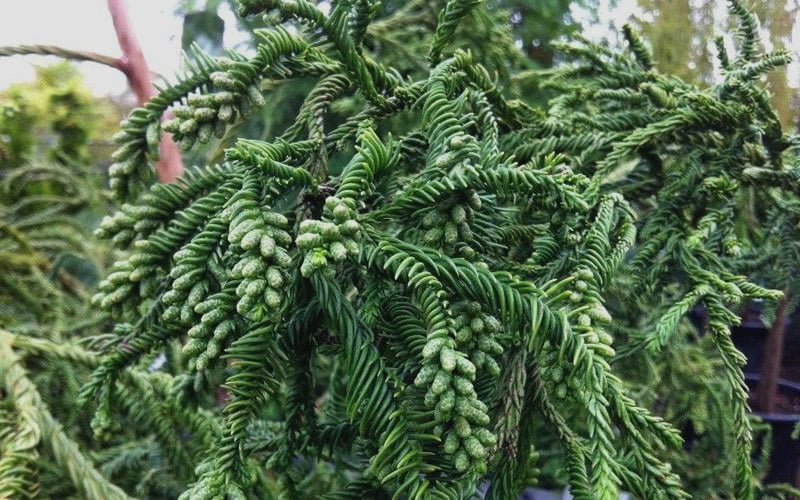  Rasen Sugi Cryptomeria Japanese Cedar - 3 Gallon Pot