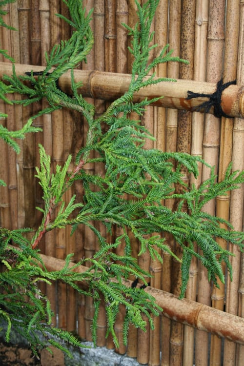  Rasen Sugi Cryptomeria Japanese Cedar - 3 Gallon Pot