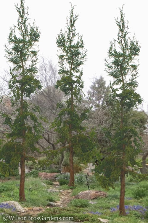 Rasen Sugi Cryptomeria Japanese Cedar - 3 Gallon Pot
