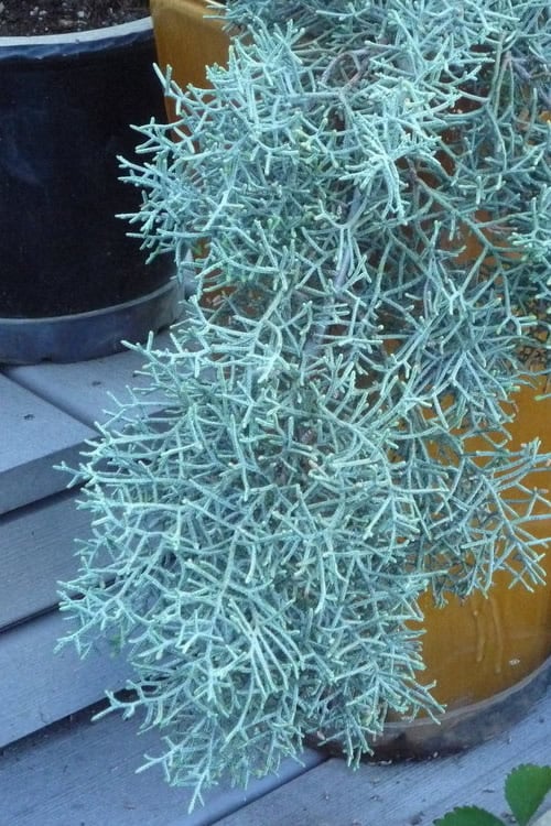  Blue Ice Arizona Cypress - 7 Gallon Pot (5-6')