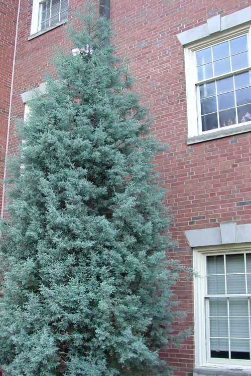  Blue Ice Arizona Cypress - 3 Gallon Pot