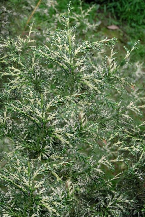  Marie's White Dwarf Hinoki Cypress - Chamaecyparis Obtusa 'Mariesii - 5 Gallon Pot