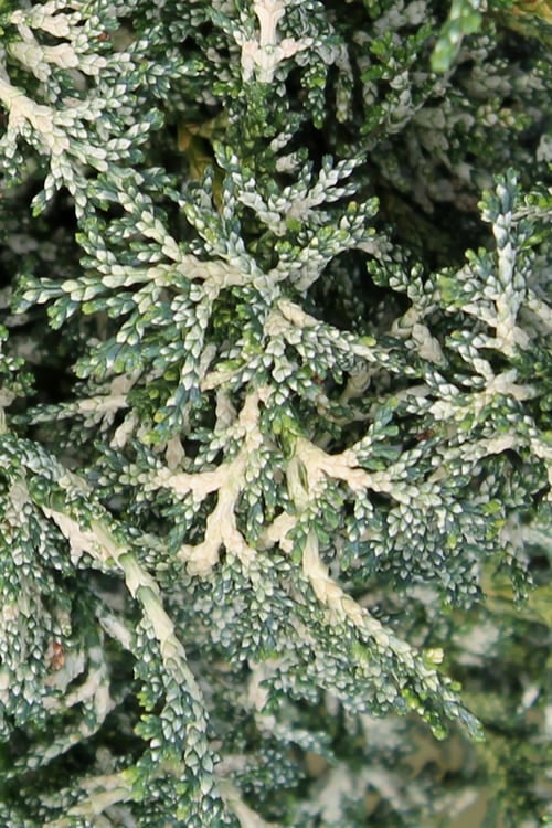  Marie's White Dwarf Hinoki Cypress - Chamaecyparis Obtusa 'Mariesii - 5 Gallon Pot