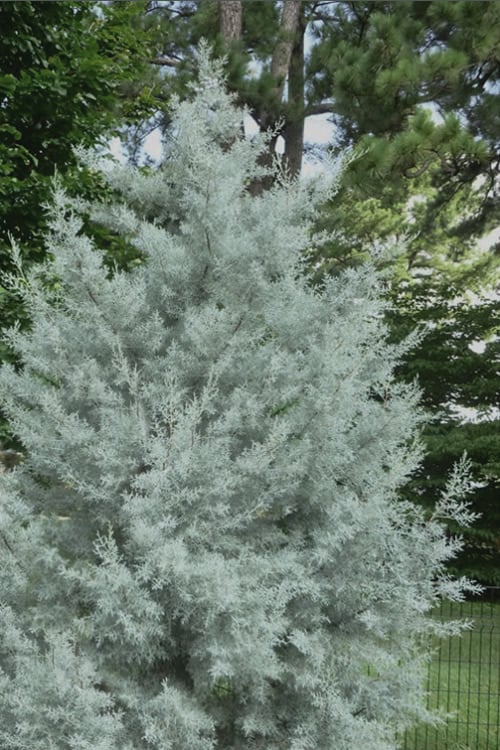  Silver Smoke Arizona Cypress - 1 Gallon Pot