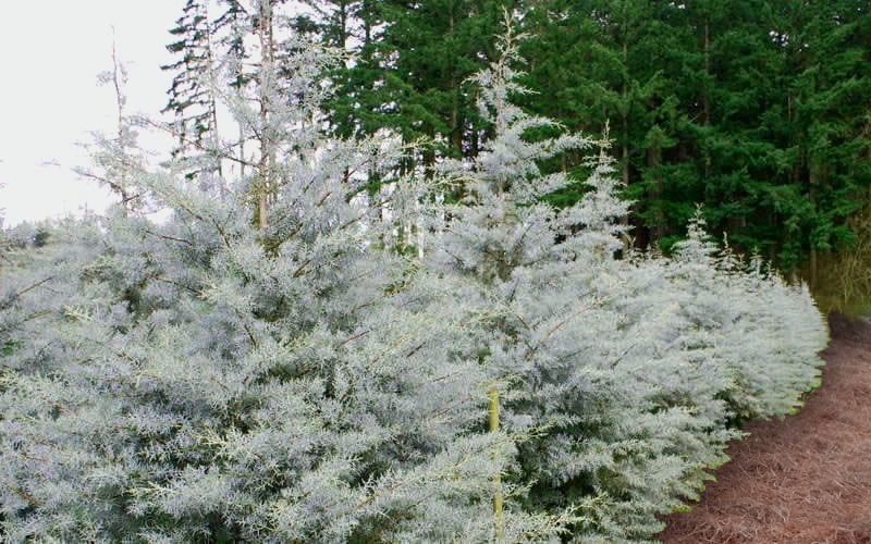  Silver Smoke Arizona Cypress - 1 Gallon Pot