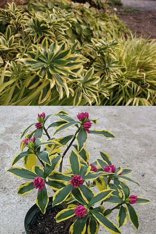  Maejima Variegated Pink Winter Daphne - 2 Gallon Pot