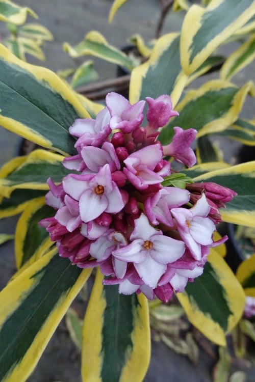  Maejima Variegated Pink Winter Daphne - 2 Gallon Pot