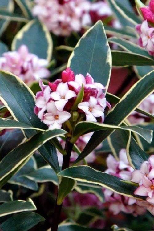  Variegated Pink Winter Daphne - 1 Gallon Pot