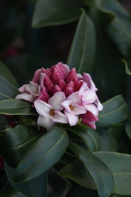  Zuiko Nishiki Winter Daphne Odora - 2 Gallon Pot