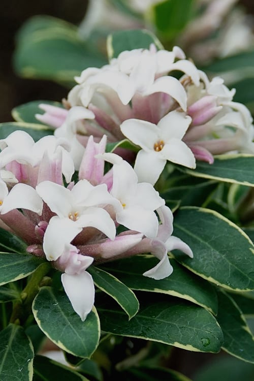  Summer Ice Daphne - 5 Gallon Pot 