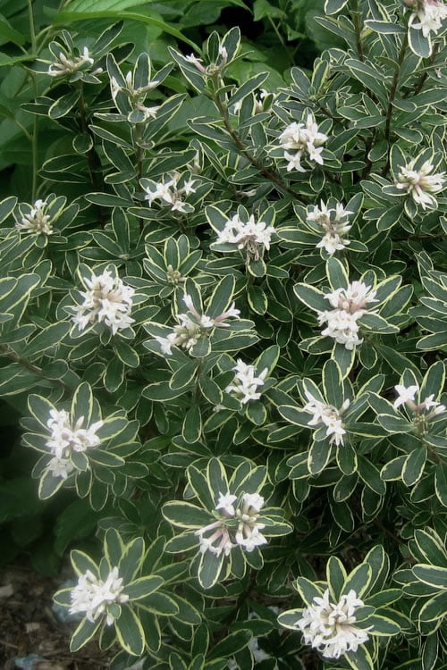  Summer Ice Daphne - 1 Gallon Pot