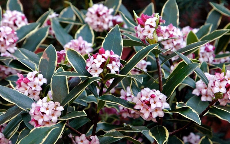  Variegated Pink Winter Daphne - 1 Gallon Pot