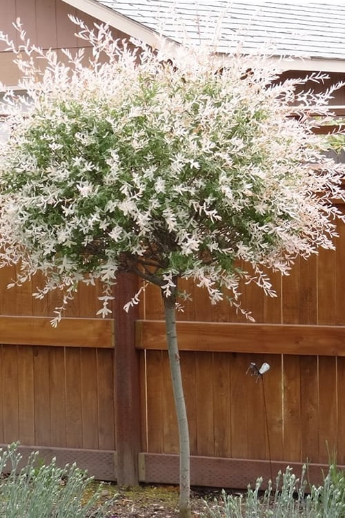  Variegated Dappled Willow Tree - Salix Integra 'Hakuro Nishiki' - 5 Gallon Pot