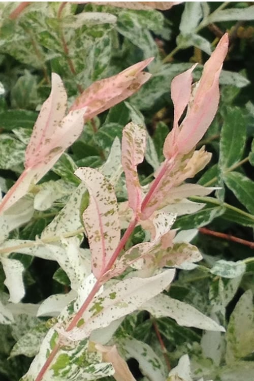  Variegated Dappled Willow Tree - Salix Integra 'Hakuro Nishiki' - 5 Gallon Pot
