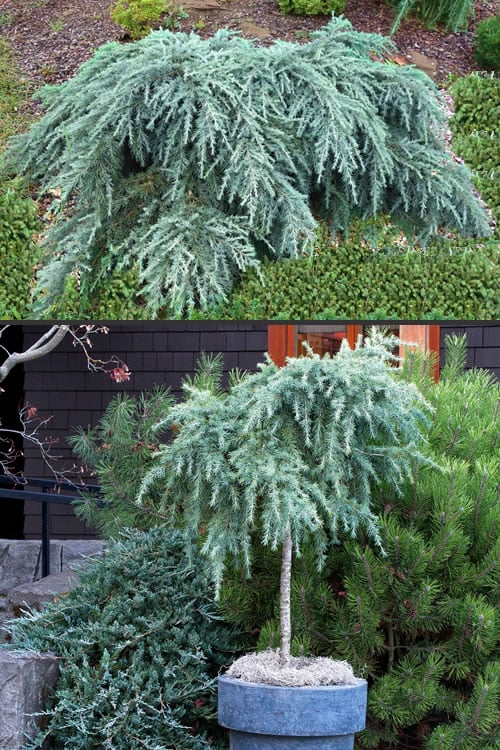  Feelin Blue Deodar Cedar (Single Trunk Tree Form) - 2 Gallon Pot
