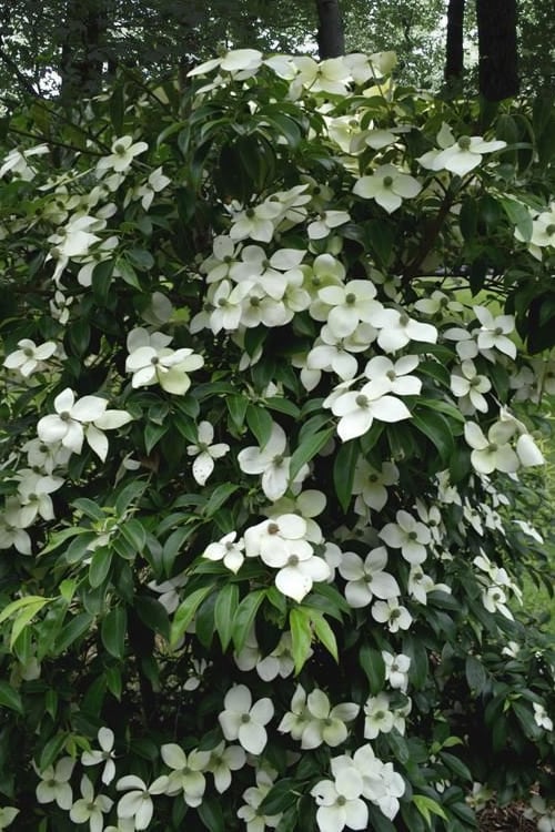  Empress Of China Dogwood - 3 Gallon Pot