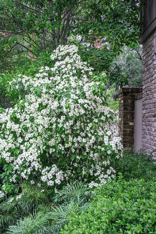  Empress Of China Dogwood - 5 Gallon Pot