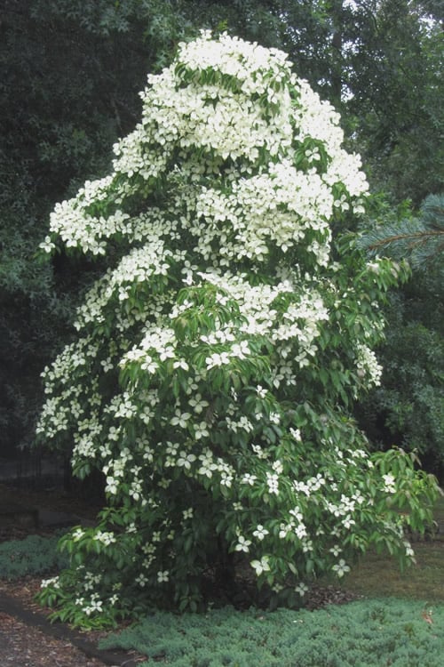  Empress Of China Dogwood - 3 Gallon Pot