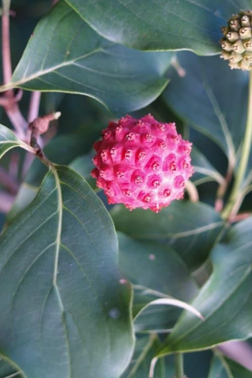  Empress Of China Dogwood - 5 Gallon Pot