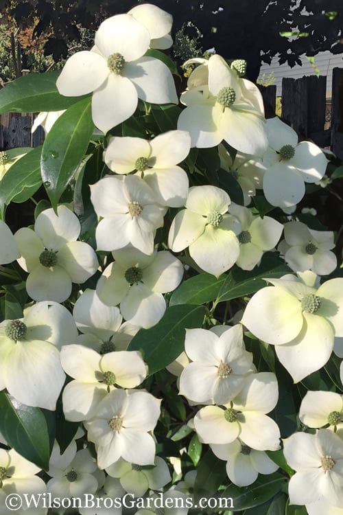  Empress Of China Dogwood - 7 Gallon Pot (4-5')