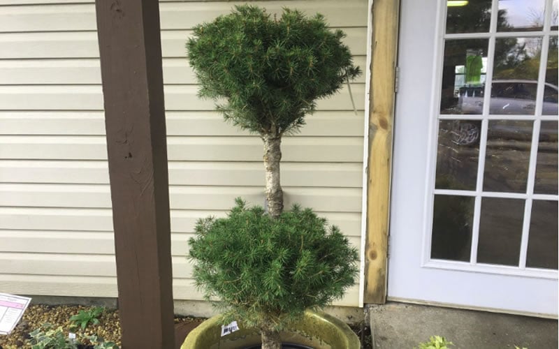  Poodle Tier Dwarf Alberta Spruce 3 Ball Topiary (3-Ball) - 3 Gallon Pot