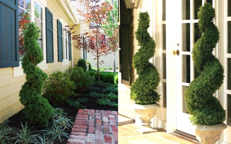  Spiral Dwarf Alberta Spruce Topiary - 7 Gallon Pot 