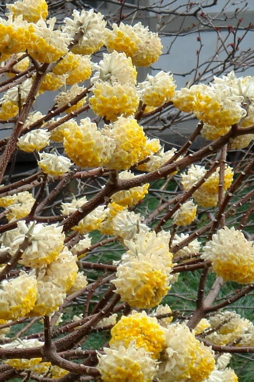  Winter Gold Edgeworthia Chrysantha - Paper Bush - 3 Gallon Pot