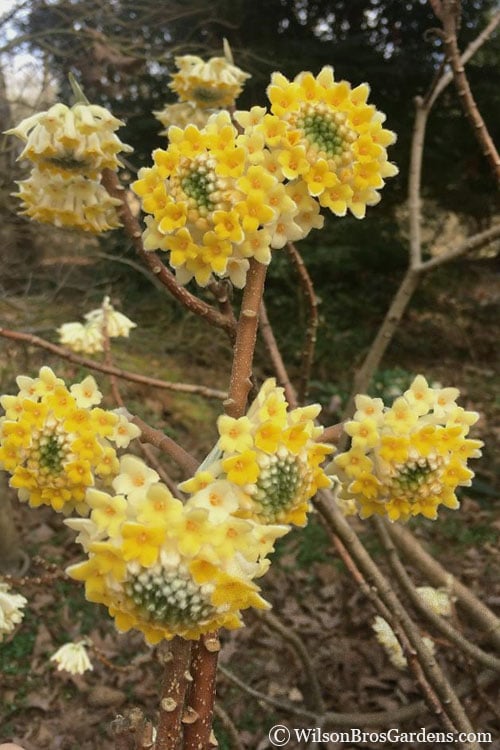  Edgeworthia Chrysantha - Paper Bush - 3 Gallon