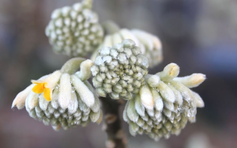  Winter Gold Edgeworthia Chrysantha - Paper Bush - 3 Gallon Pot