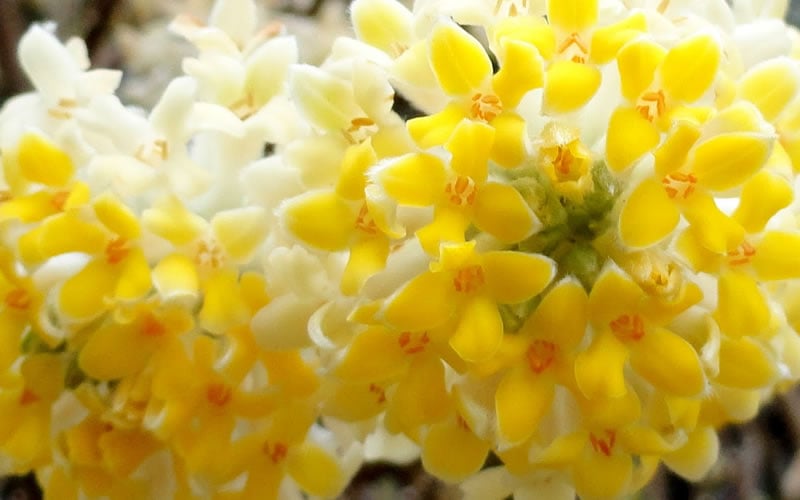  Winter Gold Edgeworthia Chrysantha - Paper Bush - 3 Gallon Pot