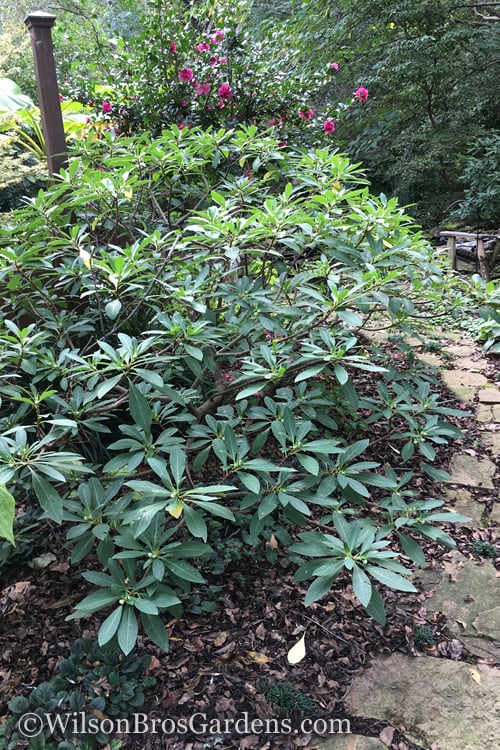  Edgeworthia Chrysantha Paper Bush - 7 Gallon Pot