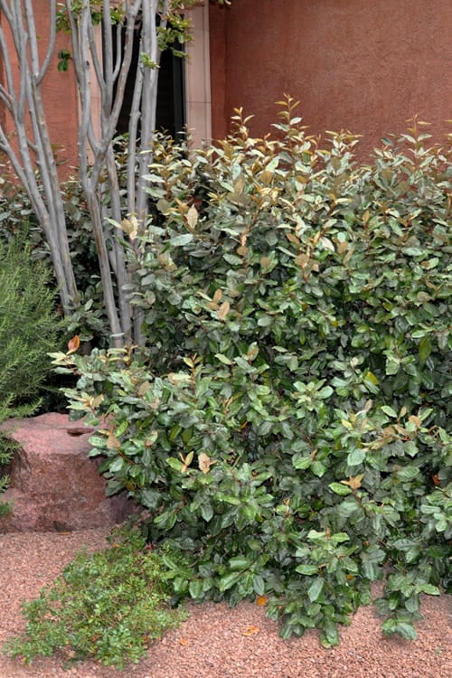  Glen St. Mary Silverberry (Elaeagnus Pungens) - 7 Gallon Pot
