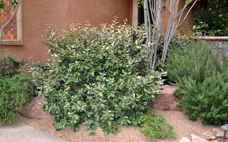  Glen St. Mary Silverberry (Elaeagnus Pungens) - 7 Gallon Pot