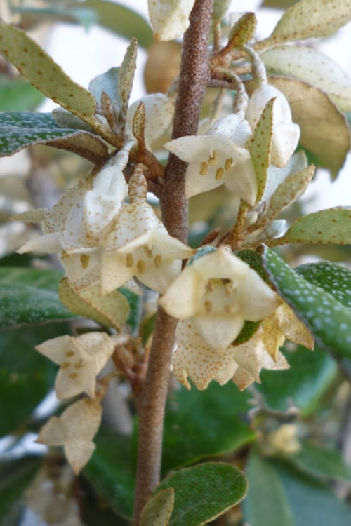  Glen St. Mary Silverberry (Elaeagnus Pungens) - 7 Gallon Pot