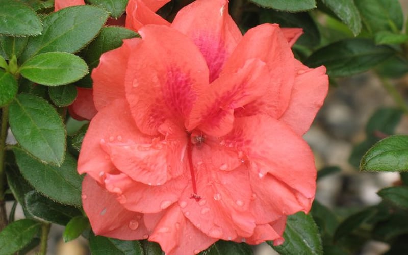  Autumn Monarch Encore Azalea - 1 Gallon Pot