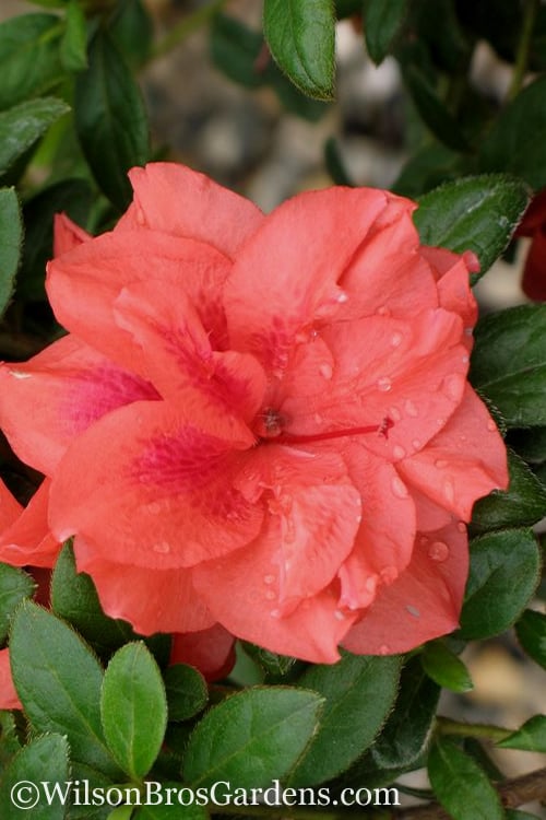  Autumn Monarch Encore Azalea - 3 Gallon Pot