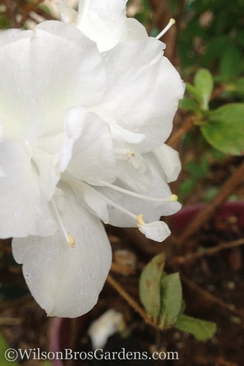  Autumn Moonlight Encore Azalea - 1 Gallon Pot