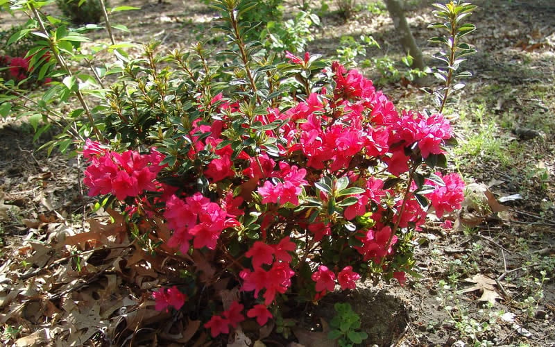  Autumn Ruby Encore Azalea - 1 Gallon Pot