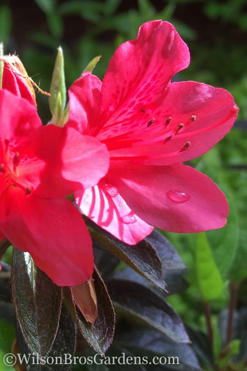  Autumn Ruby Encore Azalea - 1 Gallon Pot