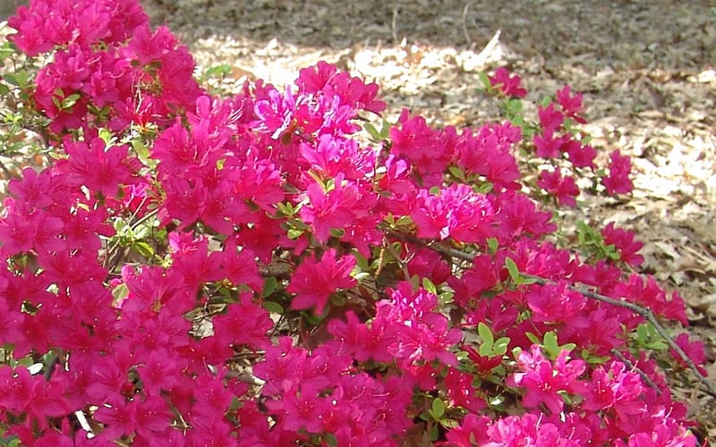  Autumn Sundance Encore Azalea - 3 Gallon Pot